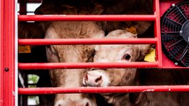 Zmniejszenie produkcji mięsa jest kluczowym elementem w stawieniu czoła zmianom klimatycznym.