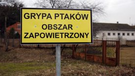Ogniska ptasiej grypy zostały zlokalizowane m.in. na Lubelszczyźnie