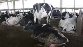 Przedstawiciele branży twierdzą, że Czesi i Słowacy wykorzystują jednorazowy przypadek, by zdyskredytować polską żywność w swoich krajach