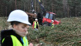 To już koniec wycinki drzew na Mierzei Wiślanej - poinformowały Lasy Państwowe