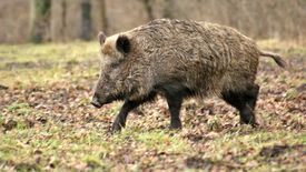 W grudniu w Polsce zarejestrowano 55 przypadków ASF u dzików
