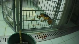 Kadr z filmu nagranego w Laboratorium Farmakologii i Toksykologii w Mienenbuttel.