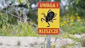Kleszcze. To dopiero początek "sezonu"