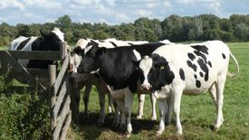 Coraz więcej naukowców mówi, że ludzie muszą skorygować dietę, bo koszty, również środowiskowe, wielkopowierzchniowych hodowli zwierząt są zbyt duże.