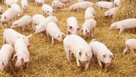 Potencjalna epidemia ASF w Wielkopolsce może mieć katastrofalne skutki dla polskiego rynku mięsnego.