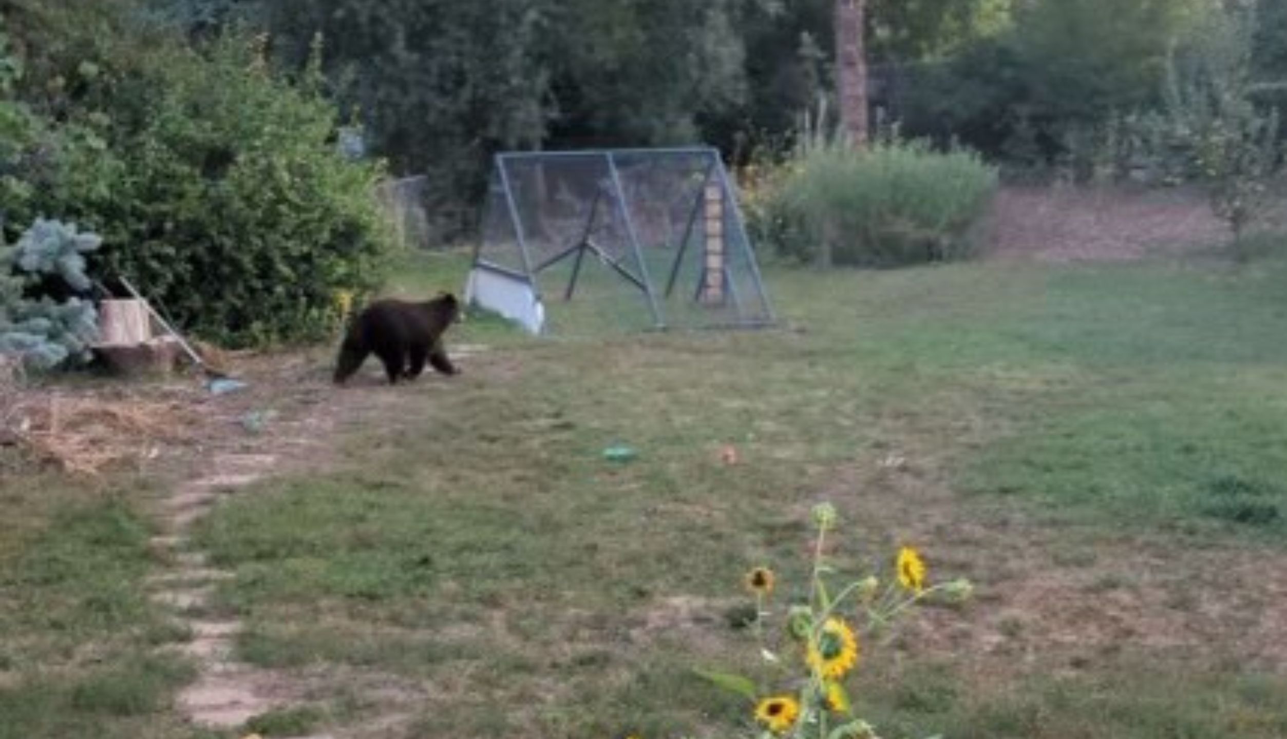 Bear invades Colorado school, forces evacuation and police action