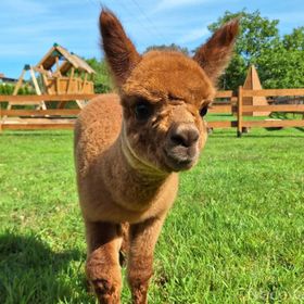 Agroturystyka Folwarczek