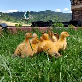 Agroturystyka Pod Zamczyskiem 