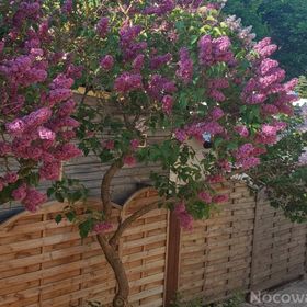 Pokoje Gościnne i Apartament "Przy lesie"