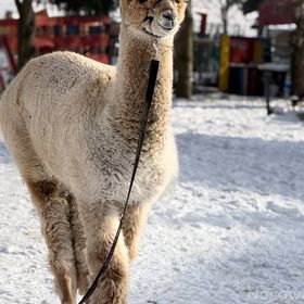 Apartamenty ADAMCYKÓWKA z jacuzzi i sauną