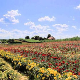 Dworek Różany