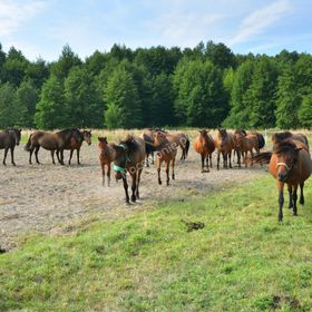 Agroturystyka Pod Lipą