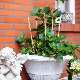 Hortensjowy Zakątek