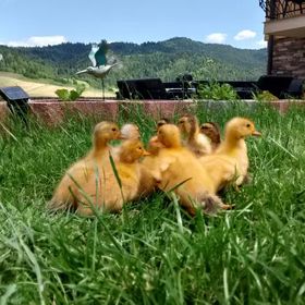 Agroturystyka Pod Zamczyskiem 