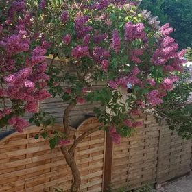 Pokoje Gościnne i Apartament "Przy lesie"