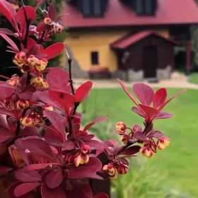 Domek nad górskim potokiem (u Doroty)