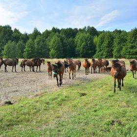 Agroturystyka Pod Lipą