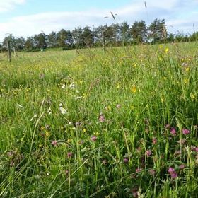100Bárányos Vendégház Szalafő