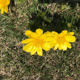 Gólyásház Apartman Kővágóörs