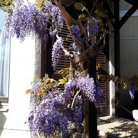 Lila Akác Apartman Tiszafüred