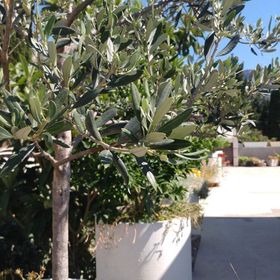 Apartmanok A Tenger Mellett Brist, Makarska - 15443 Brist