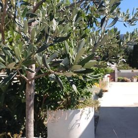 Apartmanok A Tenger Mellett Brist, Makarska - 15443 Brist