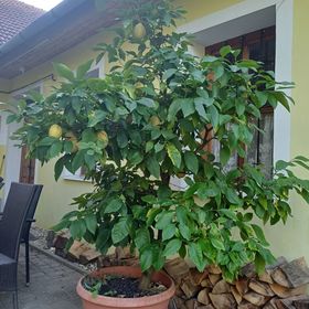 Zanati Ház Nagykapornak