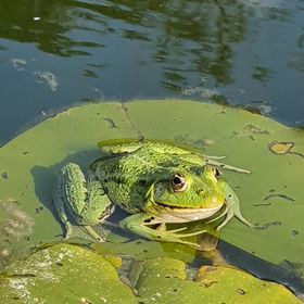 Tündérrózsa Udvarház Kiskorpád