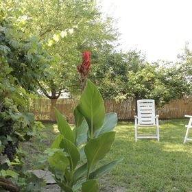 Hársfák Apartman Mezőkovácsháza