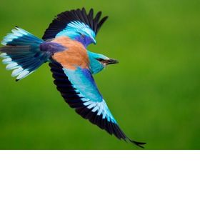 Country Apartman Mórahalom