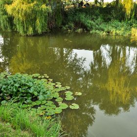 Gyömbér Tanya Ásotthalom