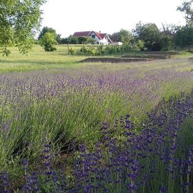 Levendulás Vendégház Zamárdi