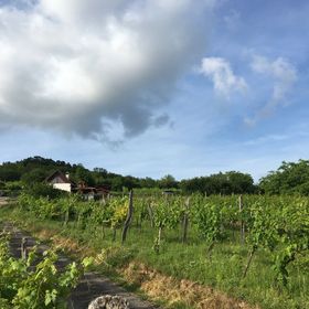 Kikapcsol-lak Pécsely