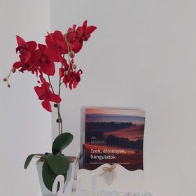 Orchidea Apartman Veszprém