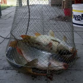 Reza Vendégház Békésszentandrás