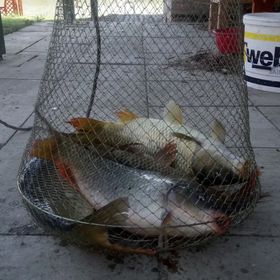 Reza Vendégház Békésszentandrás