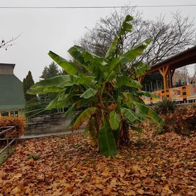 Silver Apartman Harkány