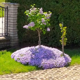 Anna-Ilona Apartman Badacsonytomaj