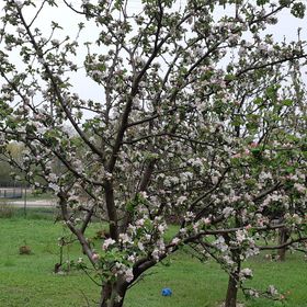 Balatonparti Kökényes Nyaralóház Balatonszepezd