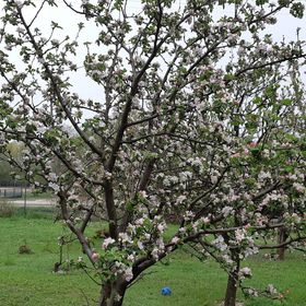 Balatonparti Kökényes Nyaralóház Balatonszepezd