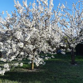Balatonparti Kökényes Nyaralóház Balatonszepezd