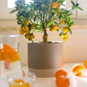 Apartman Lori 2 Poreč