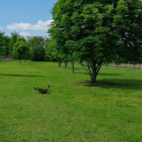 Gesztenye Vendégház Ságvár