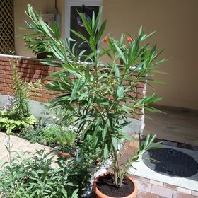 Hortenzia Apartman Eger