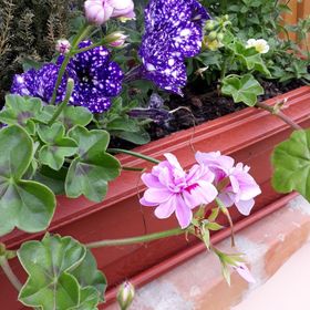 Napvirág Apartman Tiszafüred 