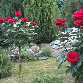 Judit Apartman Makó