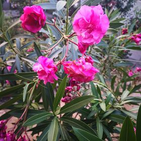 ZöldHáz Apartman Tiszafüred