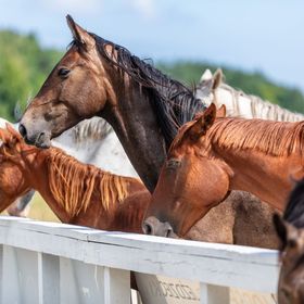 Hotel & Spa Kadyny Folwark Tolkmicko