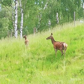 Pension Helene Kytlice