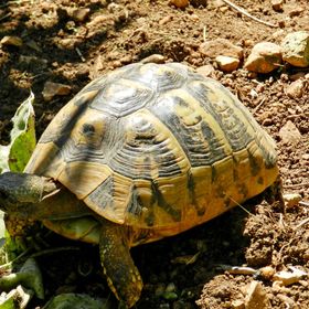 Apartments Branko Vodice II III